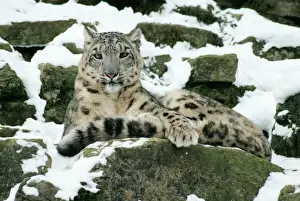 Leopardo De Las Nieves Imprime: Leopardo de nieve