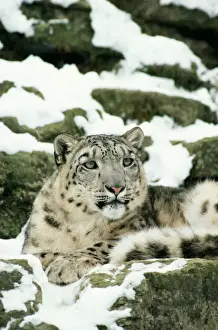 Leopardo De Las Nieves Imprime: Leopardo de nieve