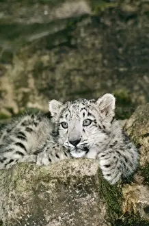 Leopardo De Las Nieves Imprime: Leopardo de nieve