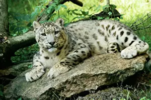 Leopardo De Las Nieves Imprime: Leopardo de nieve