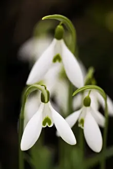 European Flower Photography Imprime: Snowdrop