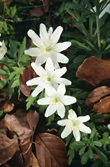 Woodland Flowers UK Imprime: SPH-269
