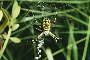 Arachnids In Europe Imprime: Spider - at web