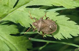 Personal Use Wildlife Artwork Imprime: Spiny Shield Bug