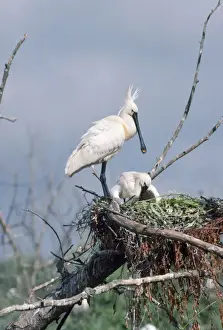 Spoonbills In Nature Imprime: Spoonbill