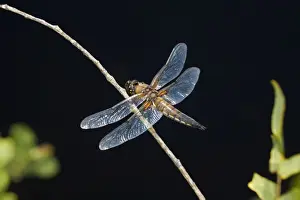 Four Spotted Chaser Imprime: Four Spotted Chaser - Cornwall - UK