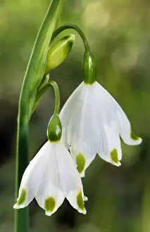 White Spring Flowers Imprime: Spring Snowflake