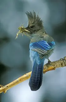 Bird Photography Prints Imprime: Stellar's Jay With nesting material