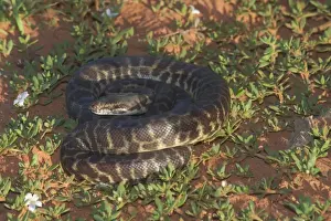 Australian Snakes Imprime: Stimson's Python. Also known as Large-blotched Python - Feeds on small mammals