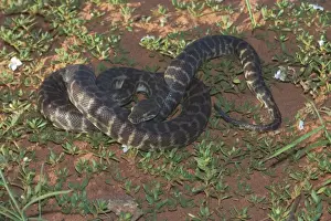El python de Stimson también conocido como Gran-píton o Píton grande con manchas grandes: se alimenta de pequeños mamíferos aves reptiles y anfibios, ponen 5-19 huevos cada temporada. Son presas para algunos raptores