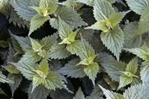 Plant Identification Guide Imprime: Stinging Nettle