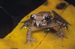 Australian Frogs Imprime: Stuttering frog