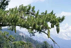 Evergreen Tree Photography Imprime: Sugar Pine
