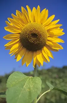 Duncan Usher Photography Imprime: Sunflower