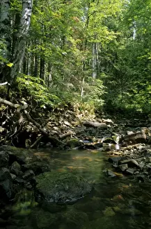 Mixed Forest Ecosystem Imprime: Sunlight on small stream in a forest