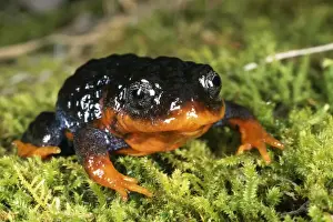 Australian Frogs Imprime: Sunset frog