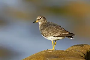 Personal Display Art Prints Imprime: Surfbird
