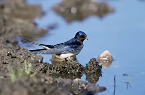 Chris Knights Photographer Imprime: Swallow