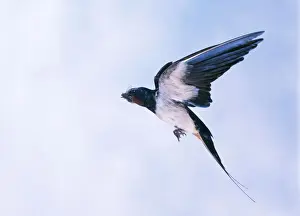 Insect Eating Birds Imprime: Swallow In flight
