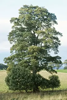 European Trees Imprime: Sycamore Tree
