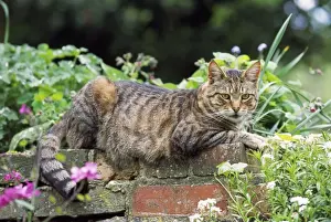 Personalized Pet Pictures Imprime: Tabby Cat - lying on wall
