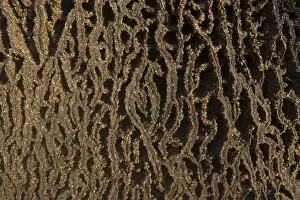 Kimberley Western Australia Imprime: Termites adding to a mound, Mitchell Plateau, Kimberley, Western Australia