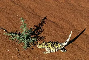 Desert Reptiles Imprime: Thorny Devil