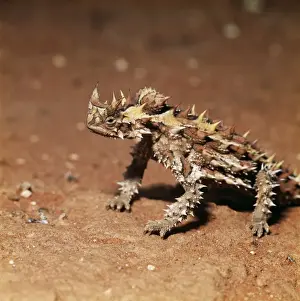 Australian Lizard Species Imprime: Thorny Devil Lizard