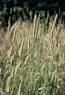 European Grasses Imprime: Timothy Grass