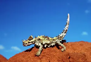 Pitheciidae Imprime: Diablo Torneado
