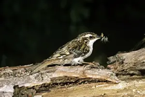 Wildlife Birds Photos Imprime: Tree Creeper