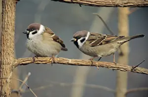 Duncan Usher Photographer Imprime: Tree Sparrows - pair resting