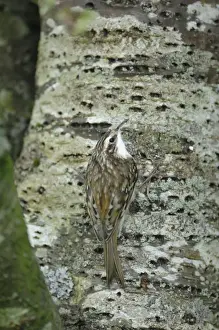 Bird On Tree Trunk Imprime: Treecreeper - on tree trunk