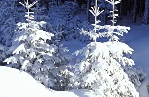 Paul Van Gaalen Artwork Imprime: Trees - in snow