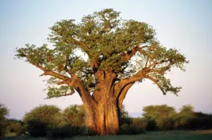 Árboles Imprime: Babaobo en hoja