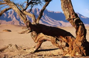 Camelthorn Tree Imprime: NAMIBIA - CAMELTHORN TREE