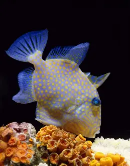 Reef Fish Species Imprime: Trigger Fish