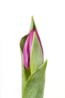 White Background Tulips Imprime: Tulip - Sequence 1 of 2