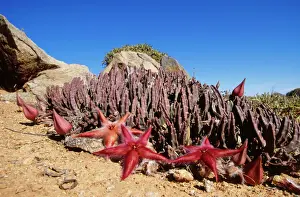 Impresiones de Stapelia gariepensis en flor del rincón de carrión en el parque nacional Ríchnersveld Imágenes de agosto de 2005: VAN-19