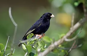Africa Bird Photography Imprime: Variable Indigobird