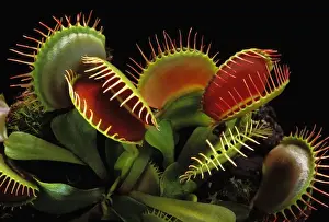 Impresiones de Venus Flotadera PPG-1643 - con trampas abiertas al ancho Dionea muscipula Pablo Goetgheluck Por favor Imágenes fechadas el 1 de mayo de 2007: Trampa de Venus abierta