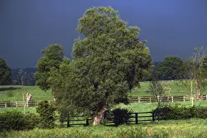 Rural Agricultural Scenes Imprime: View of fields and trees with storm clouds behind