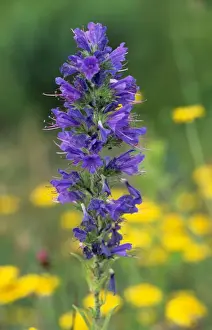 Vipers Bugloss Imprime: Viper's bugloss