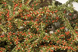 Red Berry Plant Imprime: Wall cotoneaster in fruit