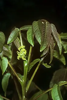 Juglans Regia Plant Imprime: Walnut