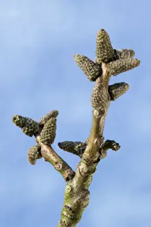 Juglans Regia Images Imprime: Walnut Tree - bud in spring