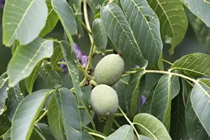 Walnut Tree Imprime: Walnut tree - fruit