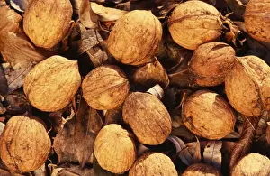 Edible Nuts Imprime: Walnuts - on soil