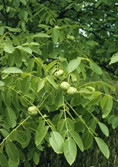 Close Up Walnuts Imprime: Walnuts on Walnut Tree