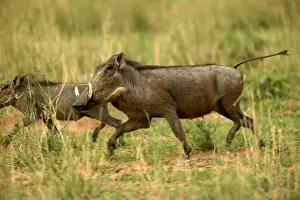 Namibian Wildlife Images Imprime: Warthog Namibia